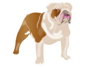 BULLDOG